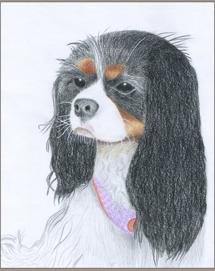 Portrait d’un cavalier King Charles au crayon de couleur