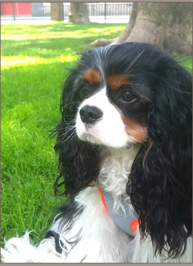 Photographie d’un cavalier King Charles utilisée comme référence