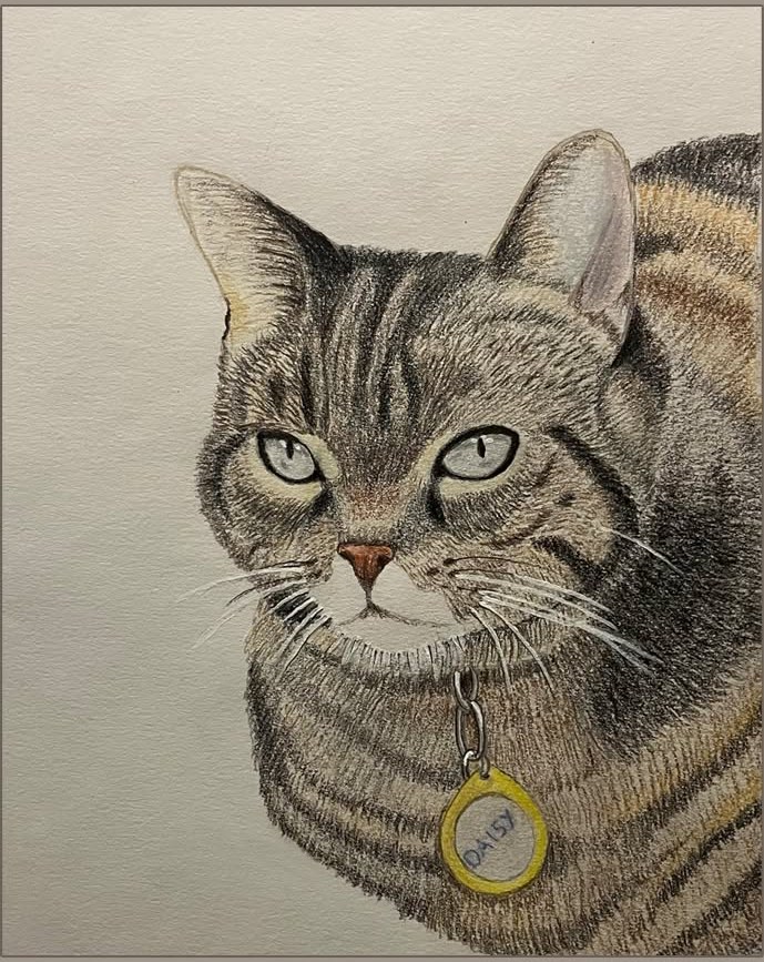 Portrait de Daisy, chatte tigrée, au crayon de couleur