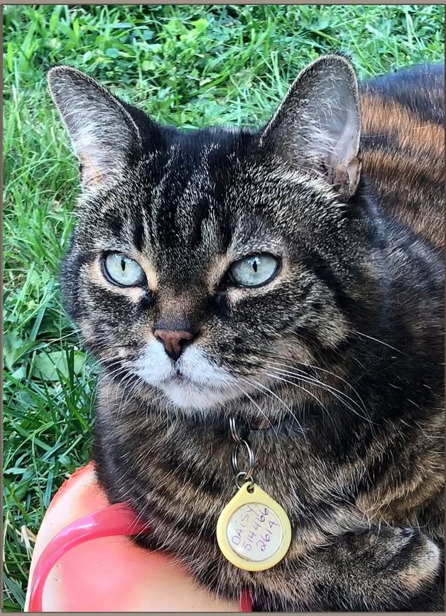 Photographie de Daisy, chatte tigrée, utilisée comme référence
