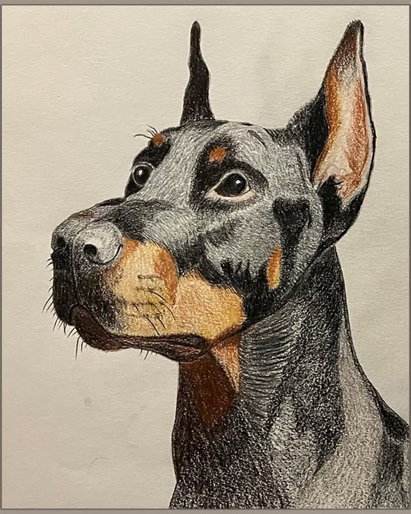 Portrait d’un doberman au crayon de couleur
