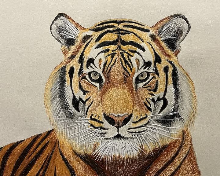 Illustration d’un tigre au crayon de couleur
